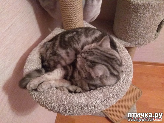 ���� 2: ����-���, ����-���. � ������ ������ ���)))