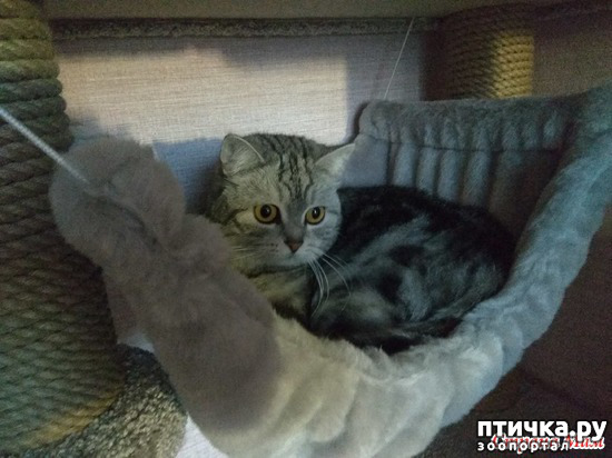 ���� 4: ����-���, ����-���. � ������ ������ ���)))