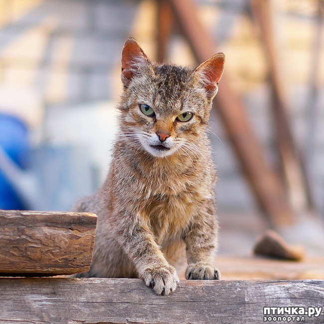 ���� 1: ���� ����������Ņ