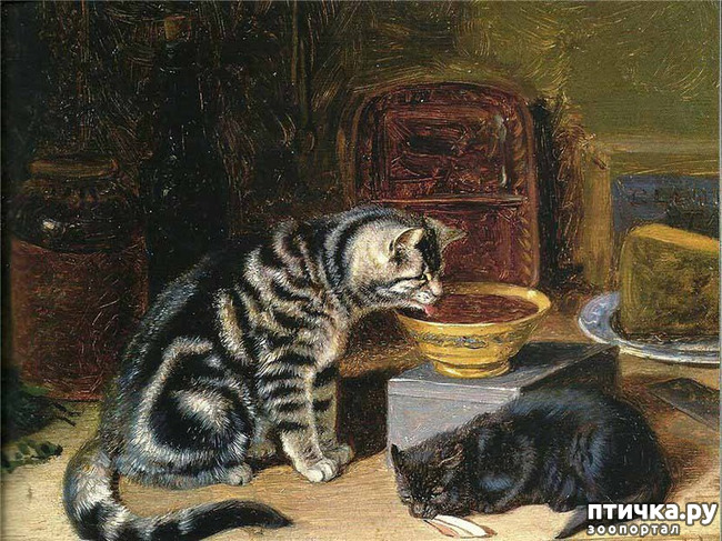 ���� 33: ������ ������� ����� ������� (Couldery Horatio Henry)