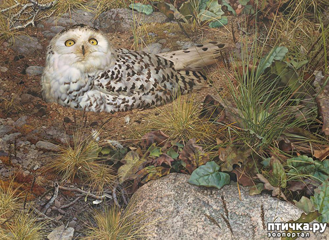 ���� 2: ���� ��������