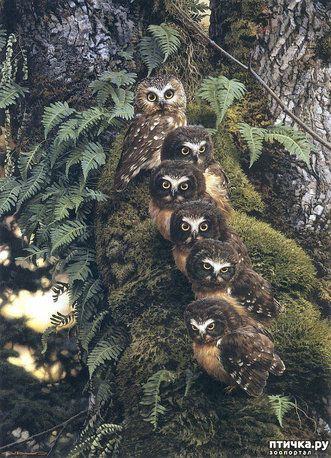 ���� 7: ���� ��������