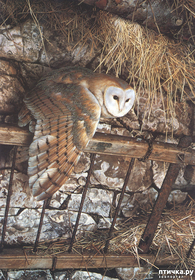 ���� 5: ���� ��������