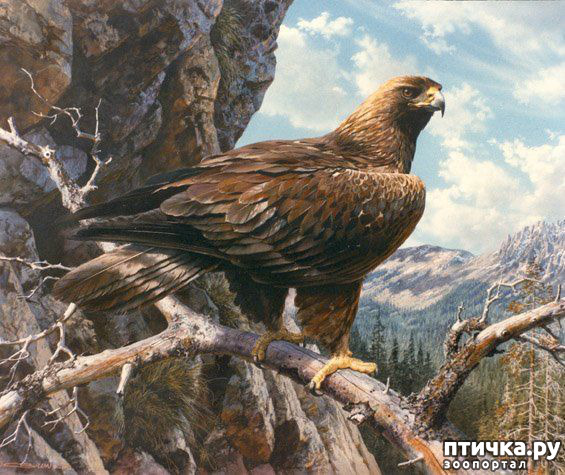 ���� 11: ���� ��������