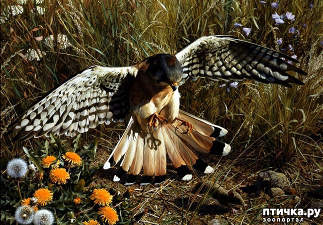 ���� 14: ���� ��������