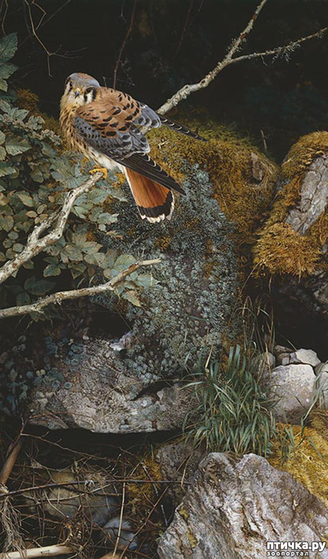 ���� 12: ���� ��������