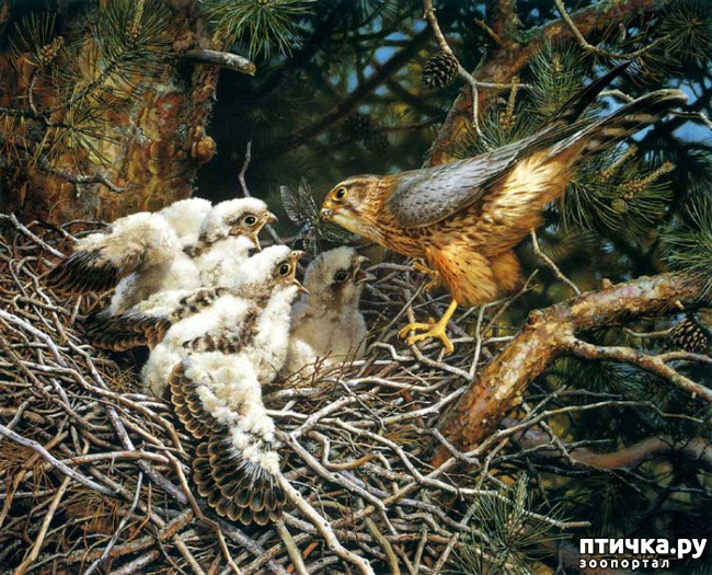 ���� 16: ���� ��������