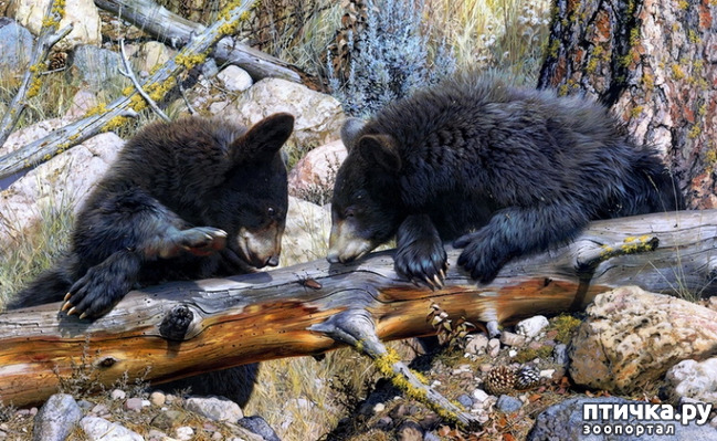 ���� 33: ���� ��������