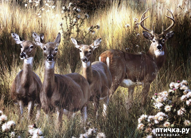 ���� 36: ���� ��������