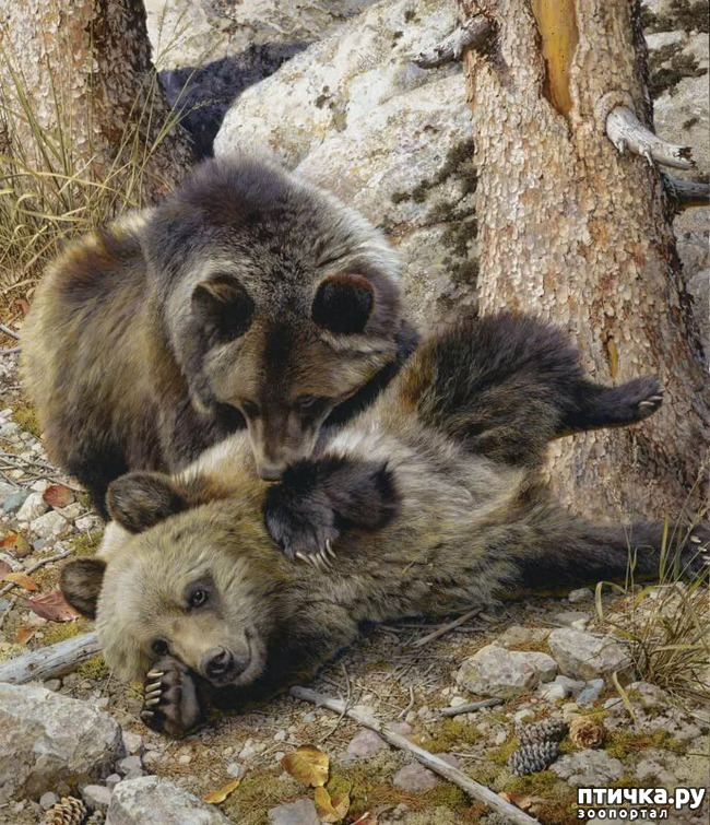 ���� 39: ���� ��������