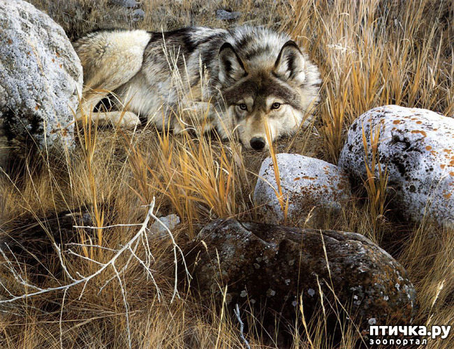 ���� 41: ���� ��������