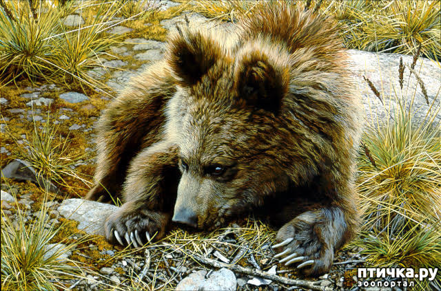 ���� 38: ���� ��������