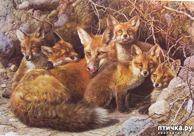 ���� 37: ���� ��������