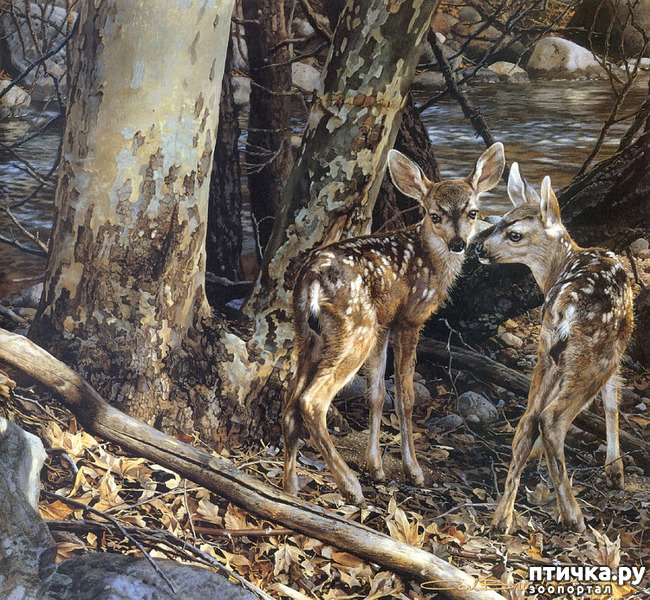 ���� 40: ���� ��������