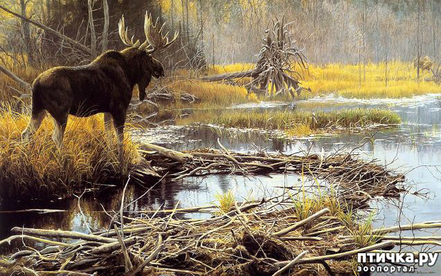 ���� 4: Robert Bateman