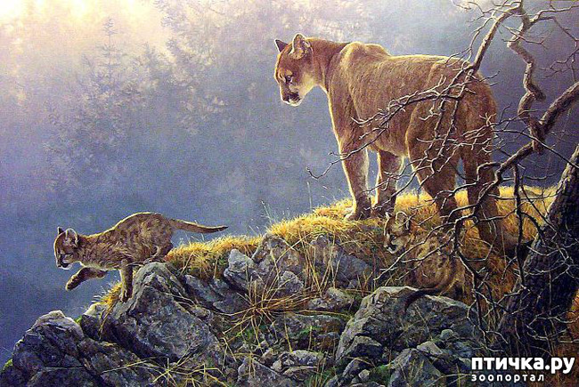 ���� 5: Robert Bateman