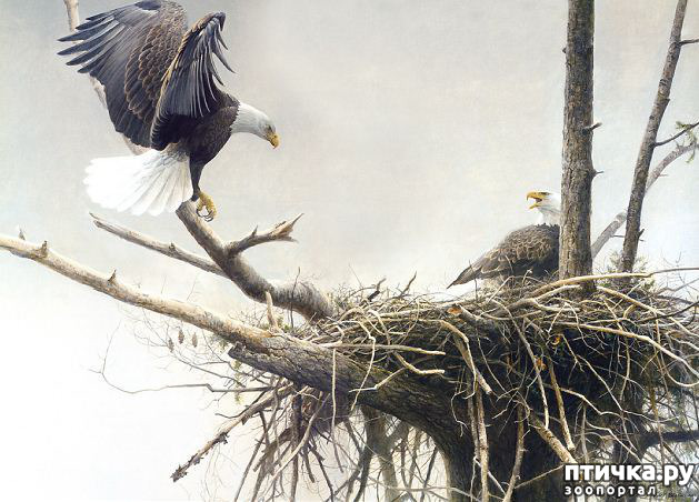 ���� 6: Robert Bateman