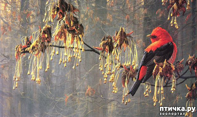 ���� 8: Robert Bateman