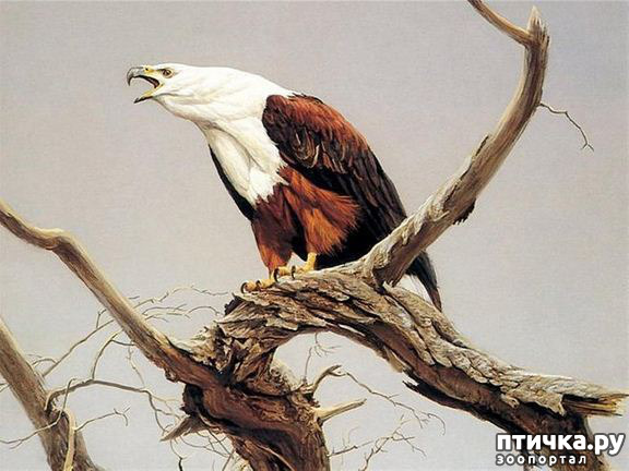 ���� 7: Robert Bateman