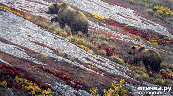 ���� 10: Robert Bateman
