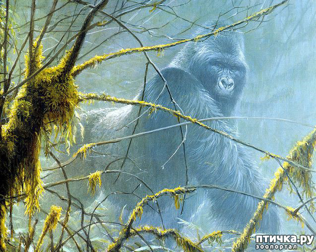 ���� 11: Robert Bateman