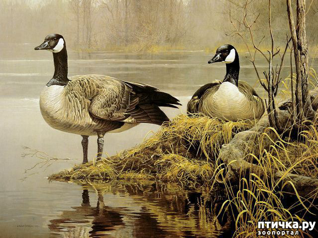 ���� 13: Robert Bateman