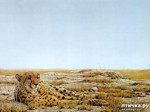 ���� 14: Robert Bateman