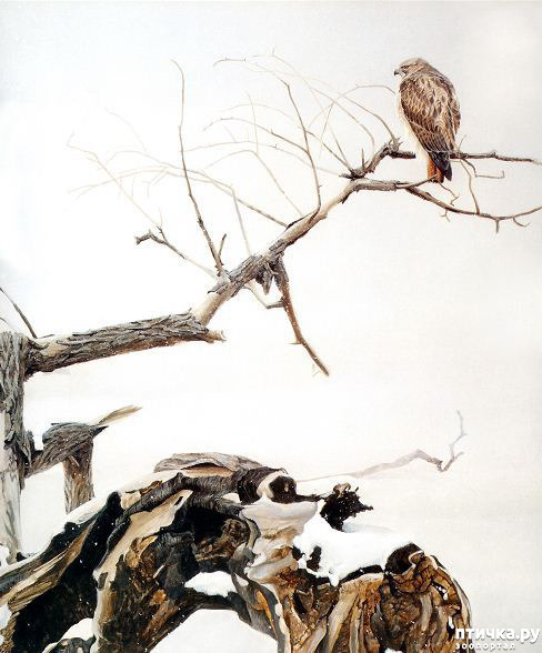 ���� 17: Robert Bateman