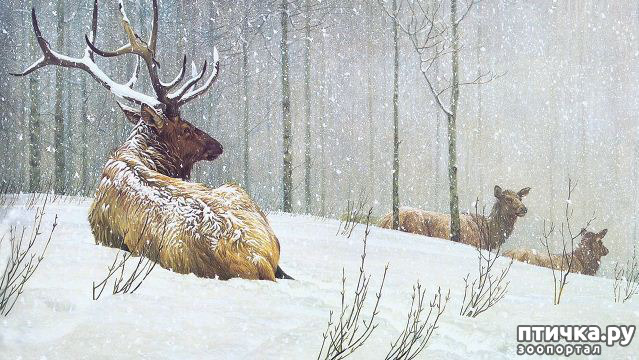 ���� 15: Robert Bateman