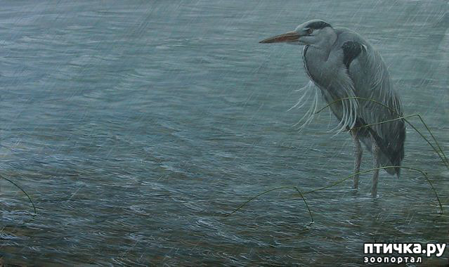 ���� 19: Robert Bateman