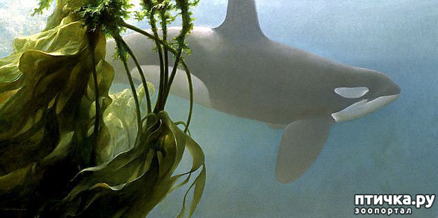 ���� 18: Robert Bateman