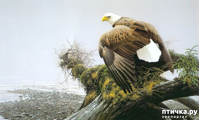 ���� 16: Robert Bateman