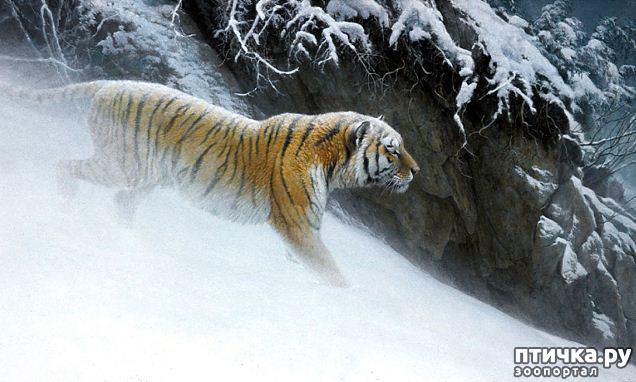 ���� 20: Robert Bateman