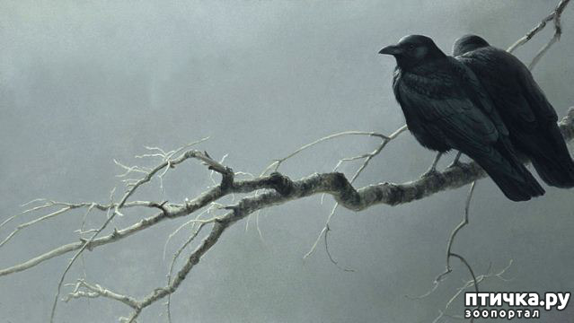 ���� 23: Robert Bateman