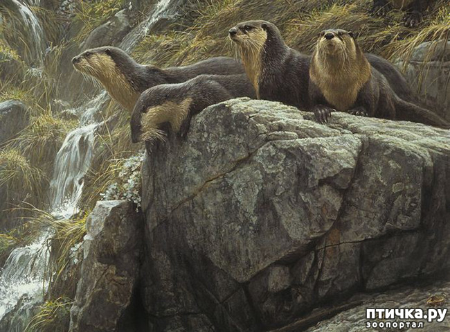 ���� 21: Robert Bateman