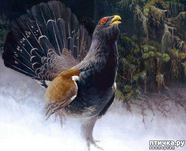 ���� 24: Robert Bateman