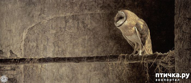 ���� 25: Robert Bateman