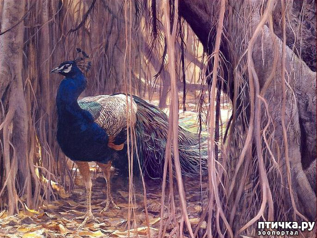 ���� 26: Robert Bateman