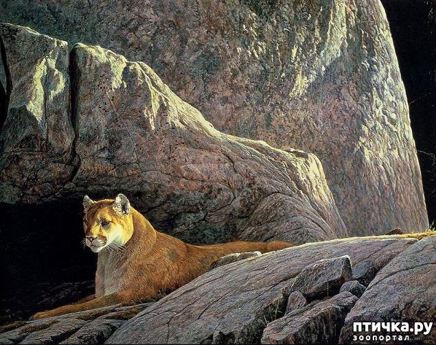 ���� 27: Robert Bateman