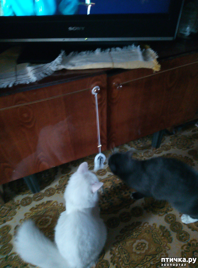 ���� 7: ������� ����� ���