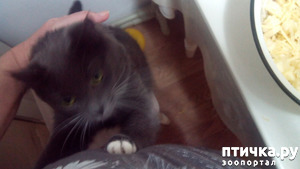 ����: ������� ��������