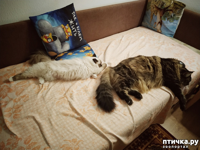 фото 9: Здравствуй кошка! Новый год!