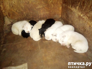 ����: �����������