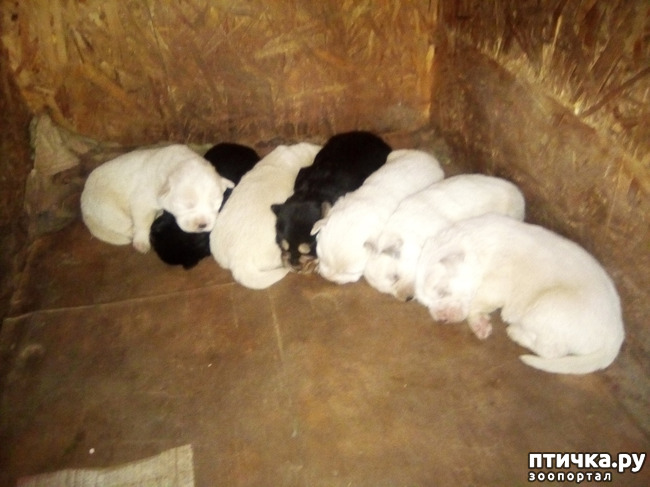 ���� 1: �����������