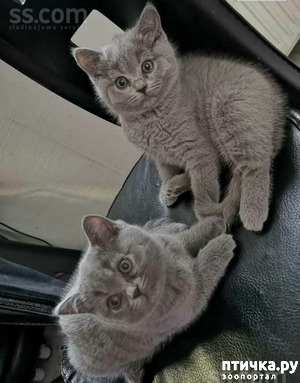 ����: ������, ��� �� ������