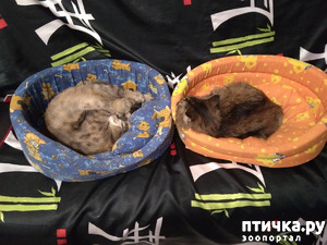 ����: ��������. ������, ����� ����.