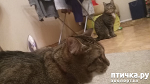 ����: �����