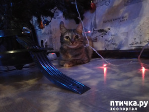 ����: ��������. ��� ��������...