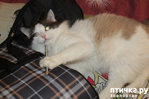 ����: ������������ �������