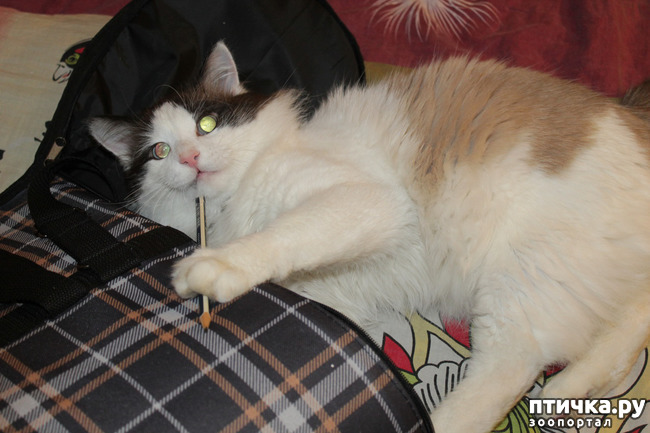 ���� 1: ������������ �������